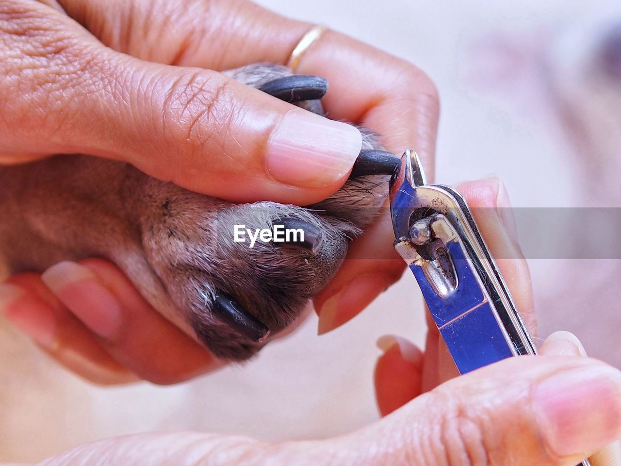 Close-up of person cutting fingernail of animal