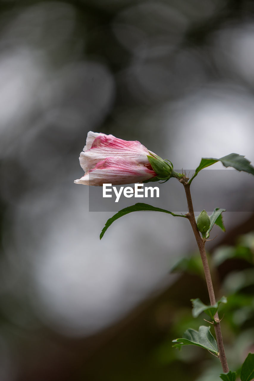 CLOSE-UP OF PINK ROSE ON LEAF