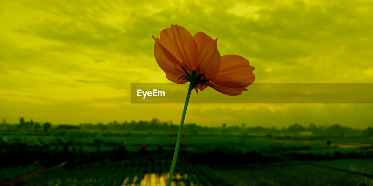 CLOSE-UP OF ORANGE FLOWER ON FIELD AGAINST SKY