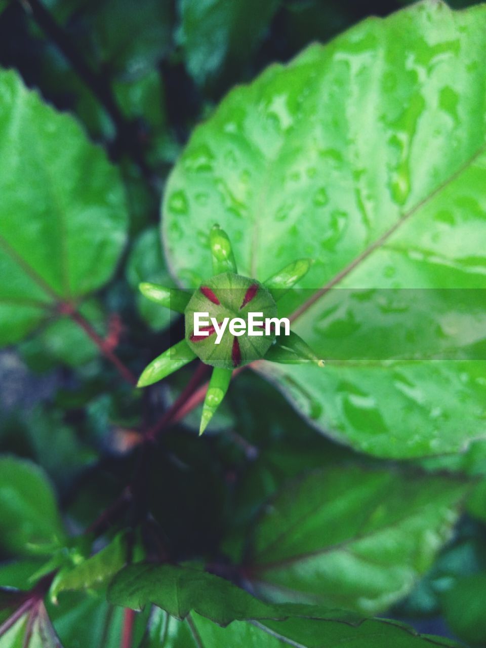 CLOSE-UP OF GREEN LEAVES