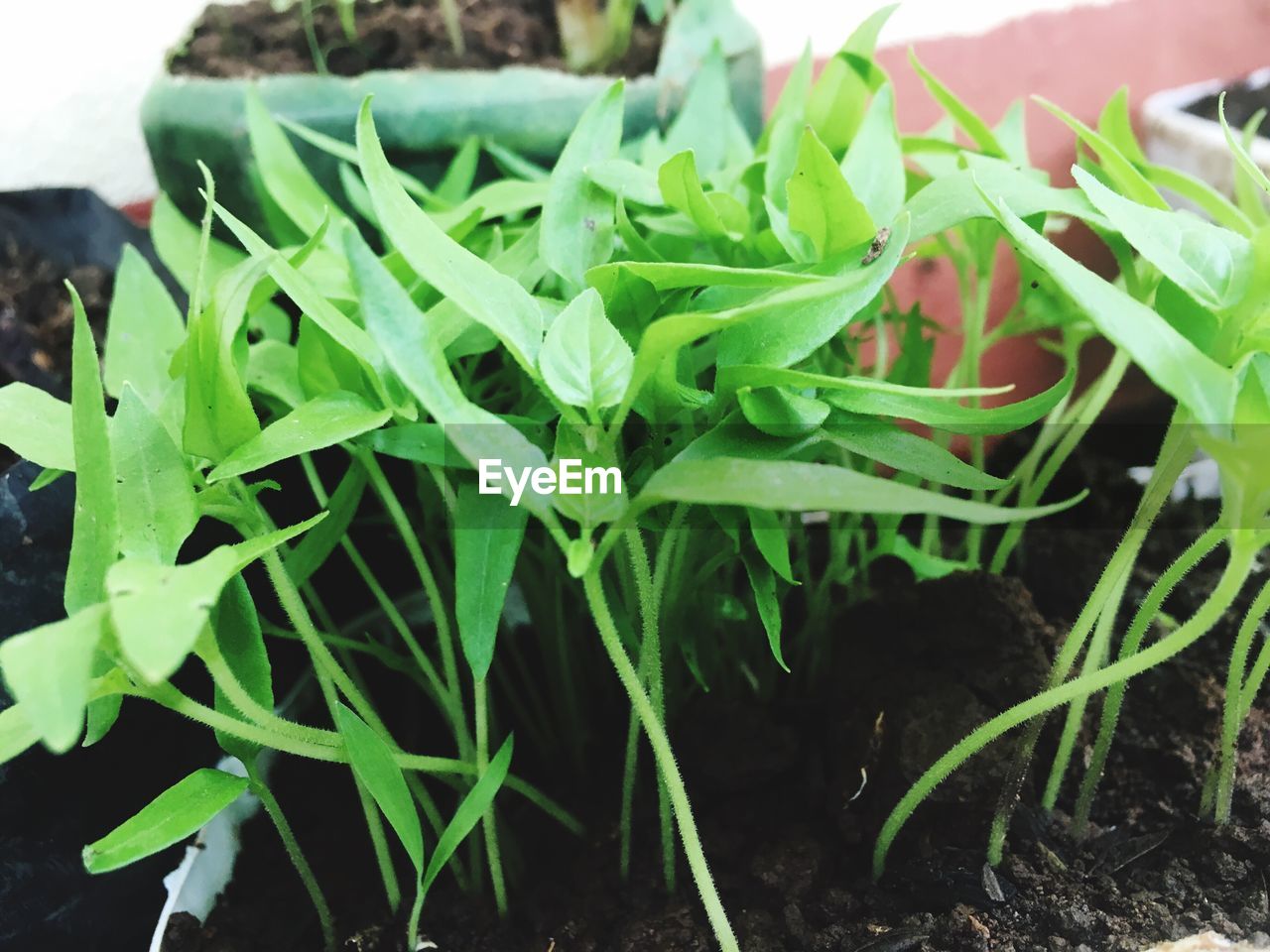 CLOSE-UP OF FRESH GREEN PLANT