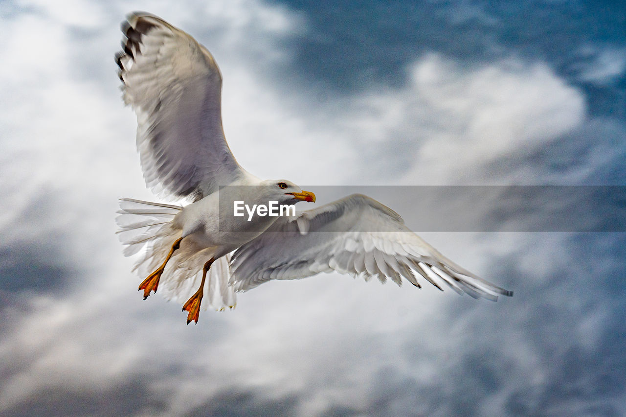 animal themes, bird, animal, animal wildlife, flying, wildlife, gull, spread wings, one animal, animal body part, seabird, cloud, beak, sky, nature, european herring gull, wing, mid-air, animal wing, motion, no people, bird of prey, outdoors, seagull, day, beauty in nature