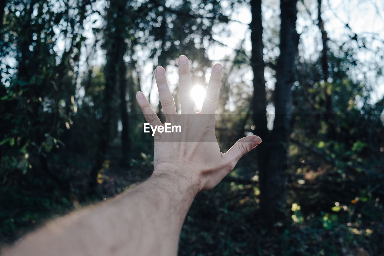 Cropped image of hand against sunlight streaming through trees