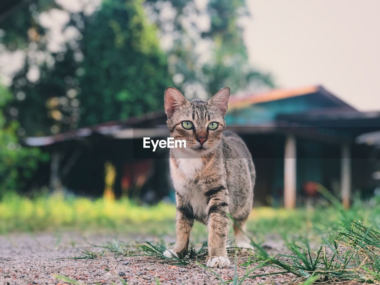 PORTRAIT OF CAT BY PLANTS