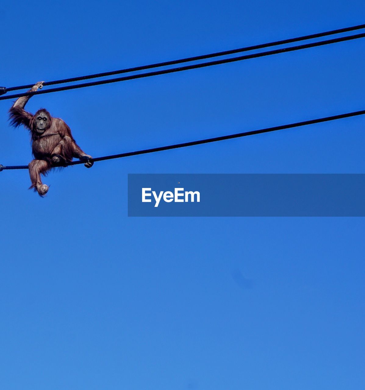 Low angle view of bird flying against blue sky monkey on a wire