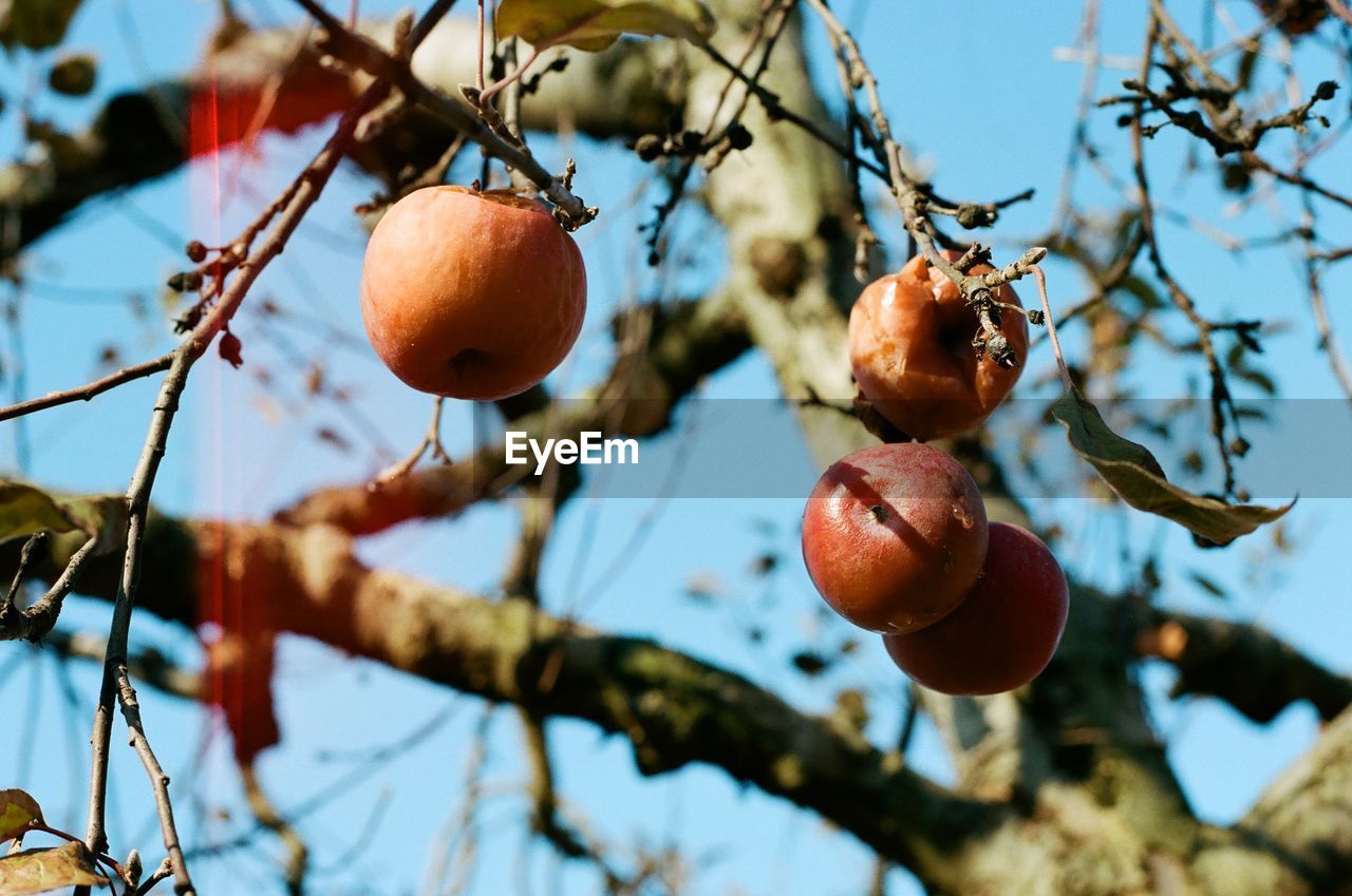 Low angle view of fruits on tree