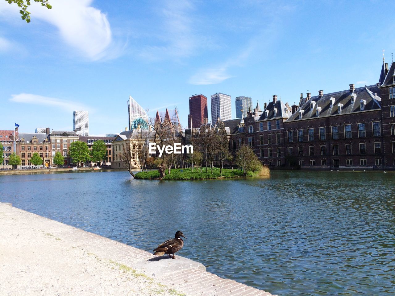 Duck on riverbank by binnenhof