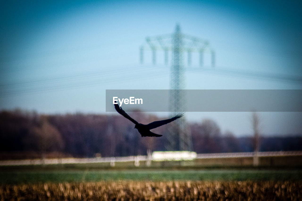 BIRD FLYING OVER TREE AGAINST SKY