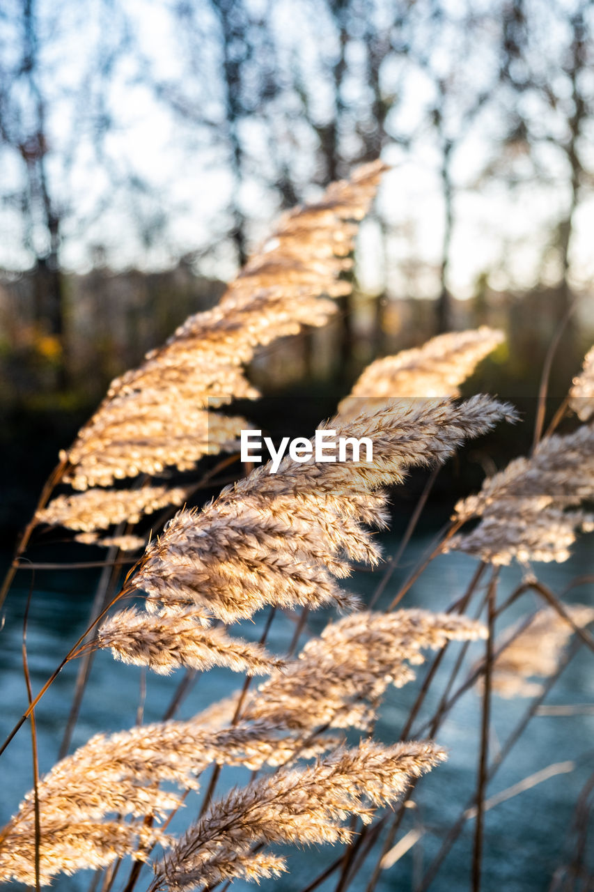 Plant next to a canal lit by the sun in winter