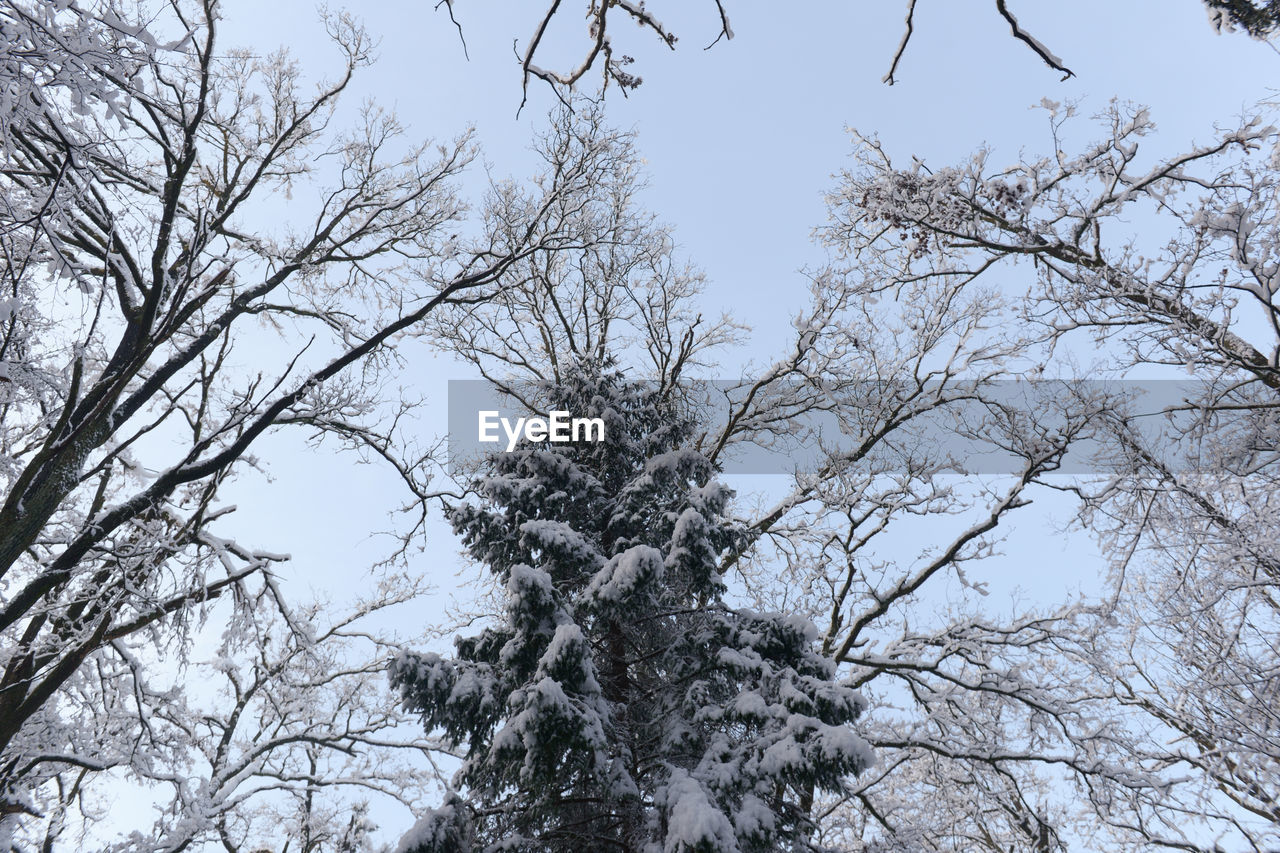 LOW ANGLE VIEW OF TREE AGAINST SKY