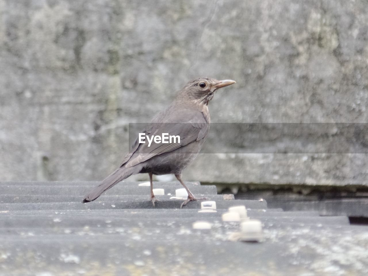 Bird perching on a roof