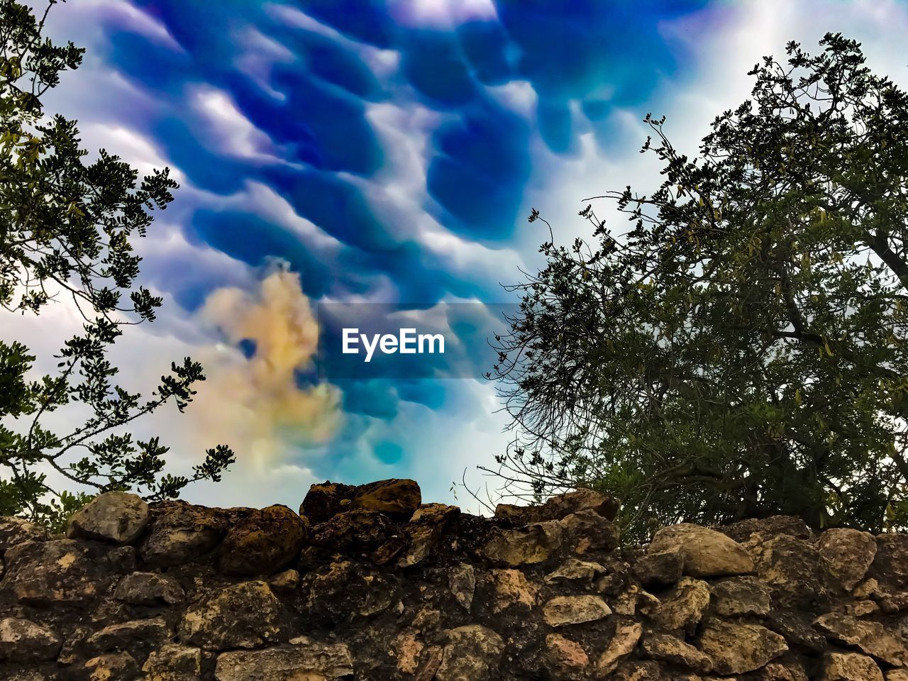 LOW ANGLE VIEW OF TREE AGAINST BLUE SKY