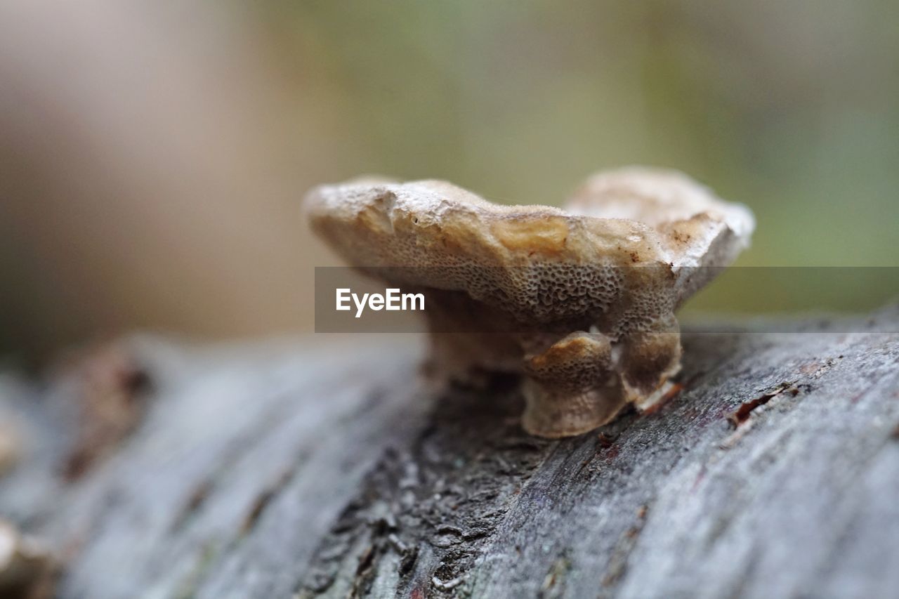 Close-up of fungus growing on tree trunk