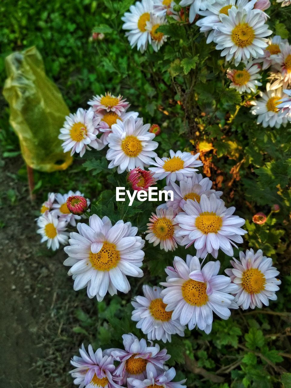 CLOSE-UP OF FRESH FLOWERS BLOOMING IN FIELD