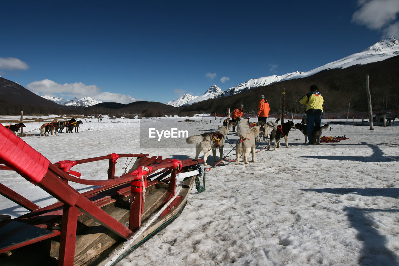 People standing by sled dogs on snow covered landscape during winter