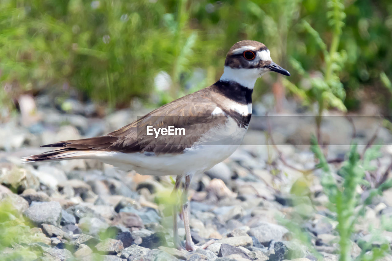 CLOSE-UP OF BIRD PERCHING ON ROCK