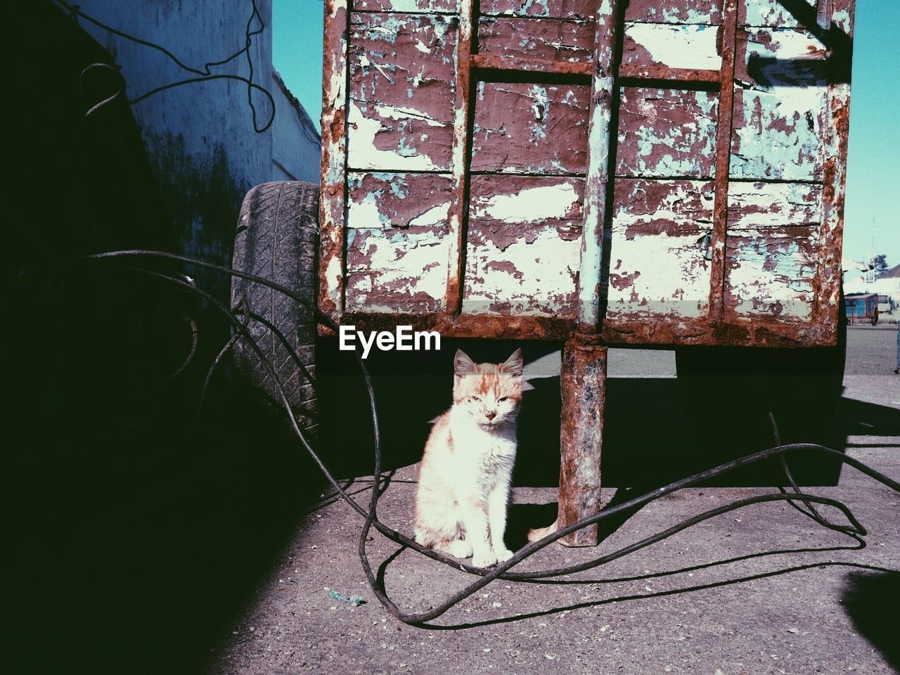 CAT SITTING ON FLOOR