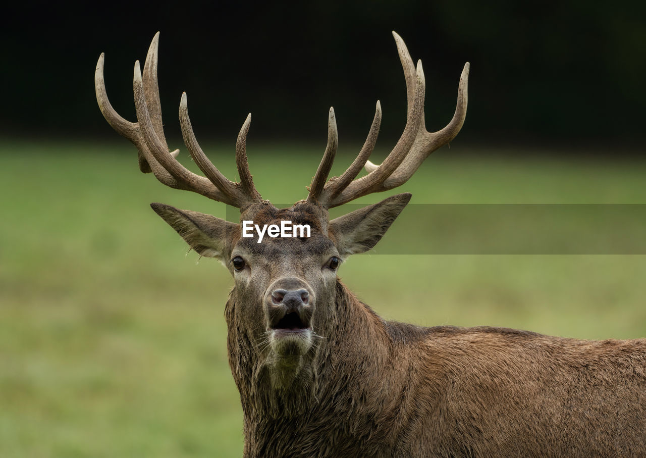 Portrait of stag standing on field