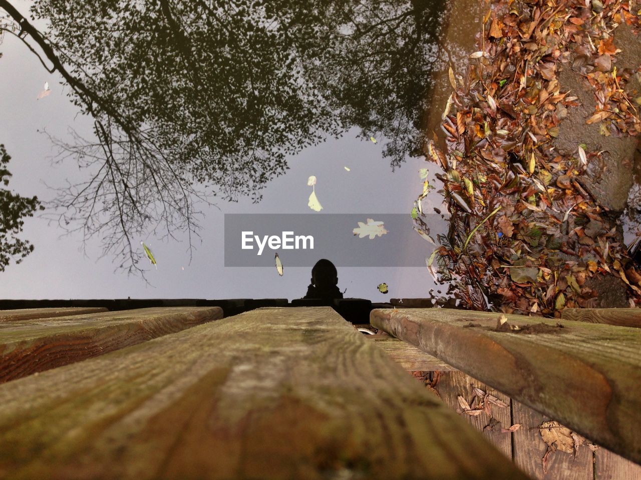 Wooden planks by tree against sky