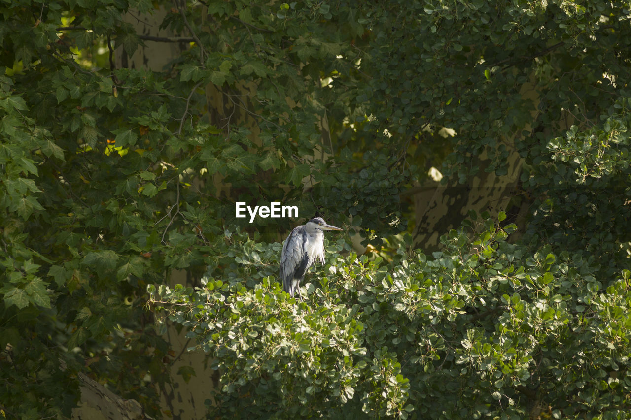 BIRDS PERCHING ON A TREE