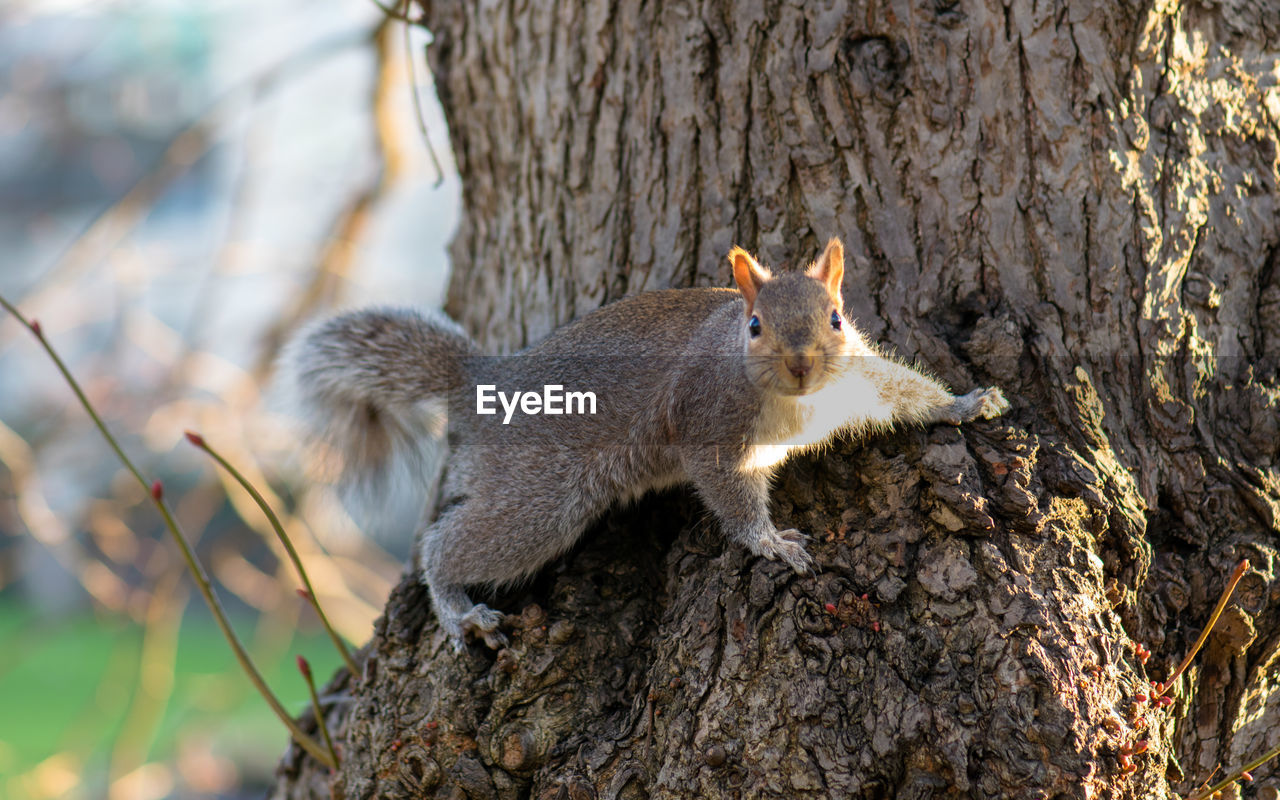 VIEW OF SQUIRREL ON TREE TRUNK