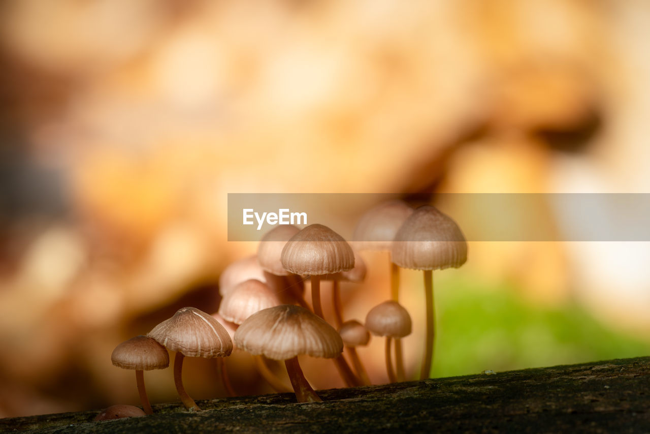 Close-up of mushroom growing on tree