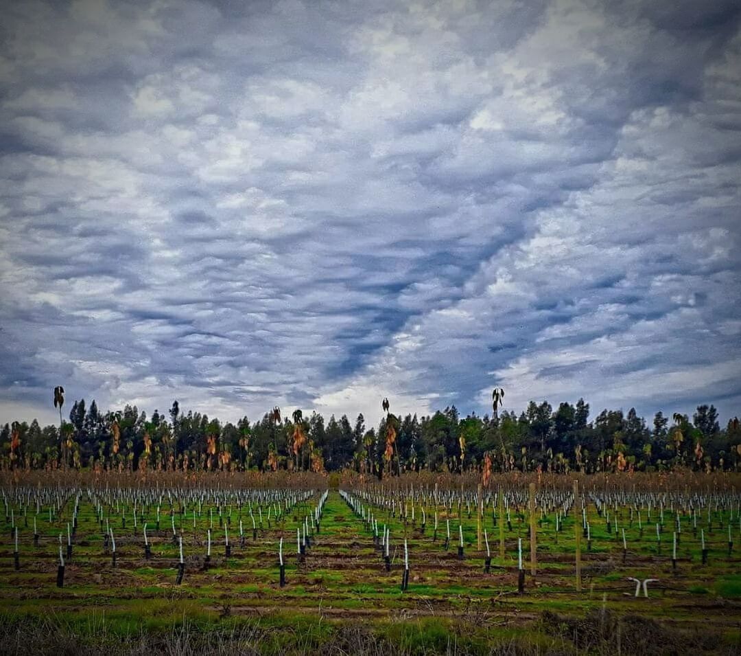 VIEW OF VINEYARD AGAINST SKY