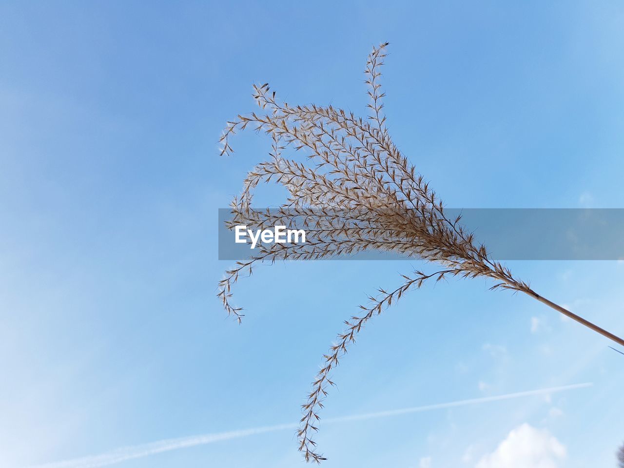 Low angle view of plant against blue sky