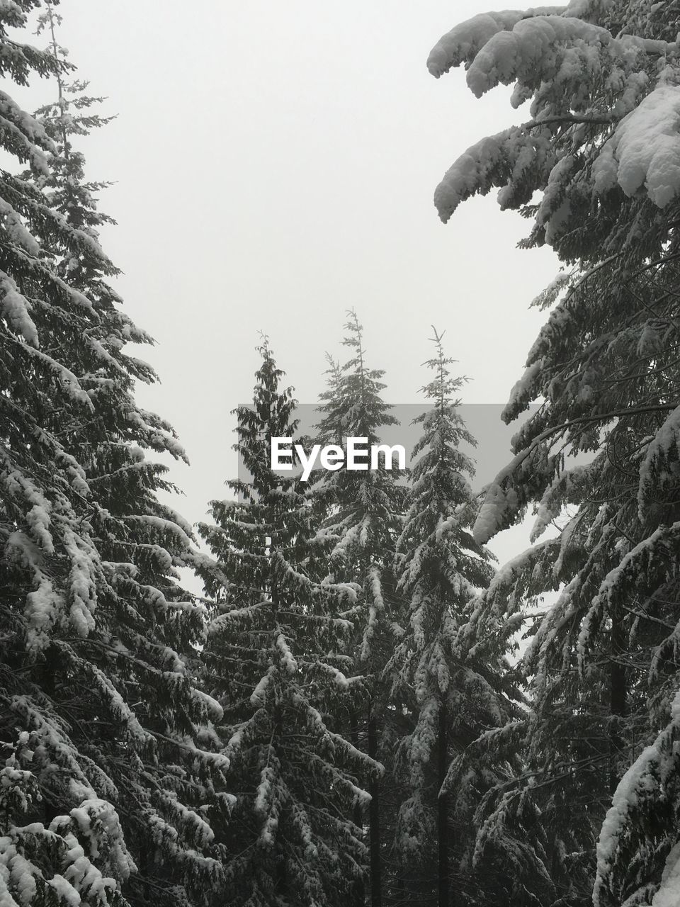 Snow covered trees in forest against sky