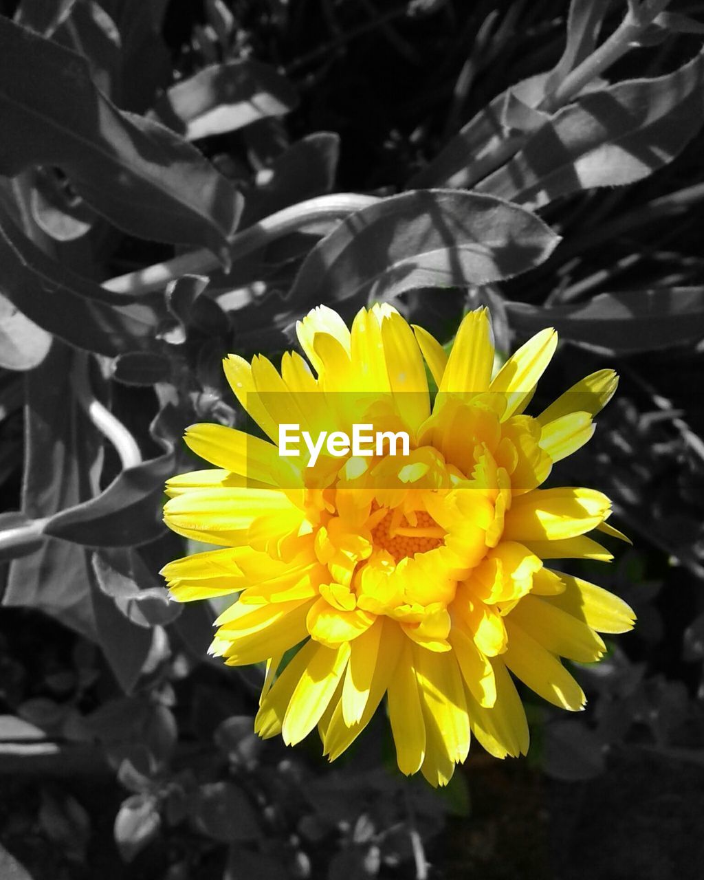 CLOSE-UP OF YELLOW FLOWERING PLANTS