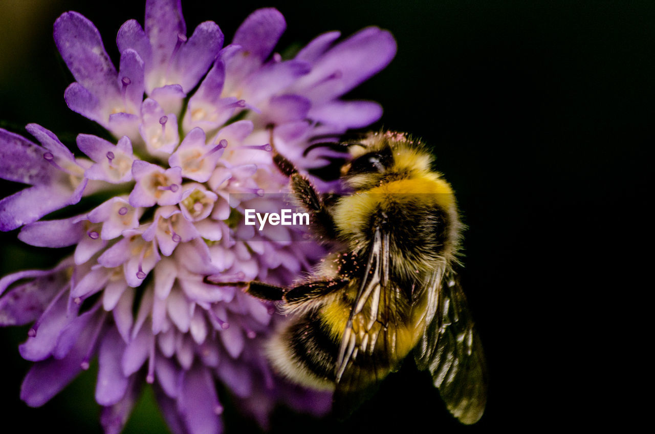 Close-up of bee on purple flower