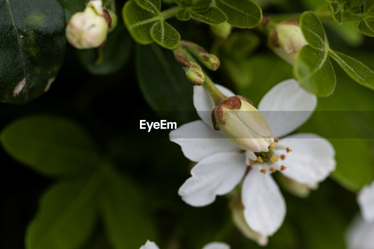 plant, flower, freshness, flowering plant, produce, growth, nature, beauty in nature, blossom, food and drink, tree, food, close-up, plant part, fruit, leaf, white, no people, branch, springtime, healthy eating, fragility, macro photography, green, outdoors, botany, petal, flower head, agriculture, fruit tree, selective focus, shrub, focus on foreground, day, inflorescence, environment, social issues