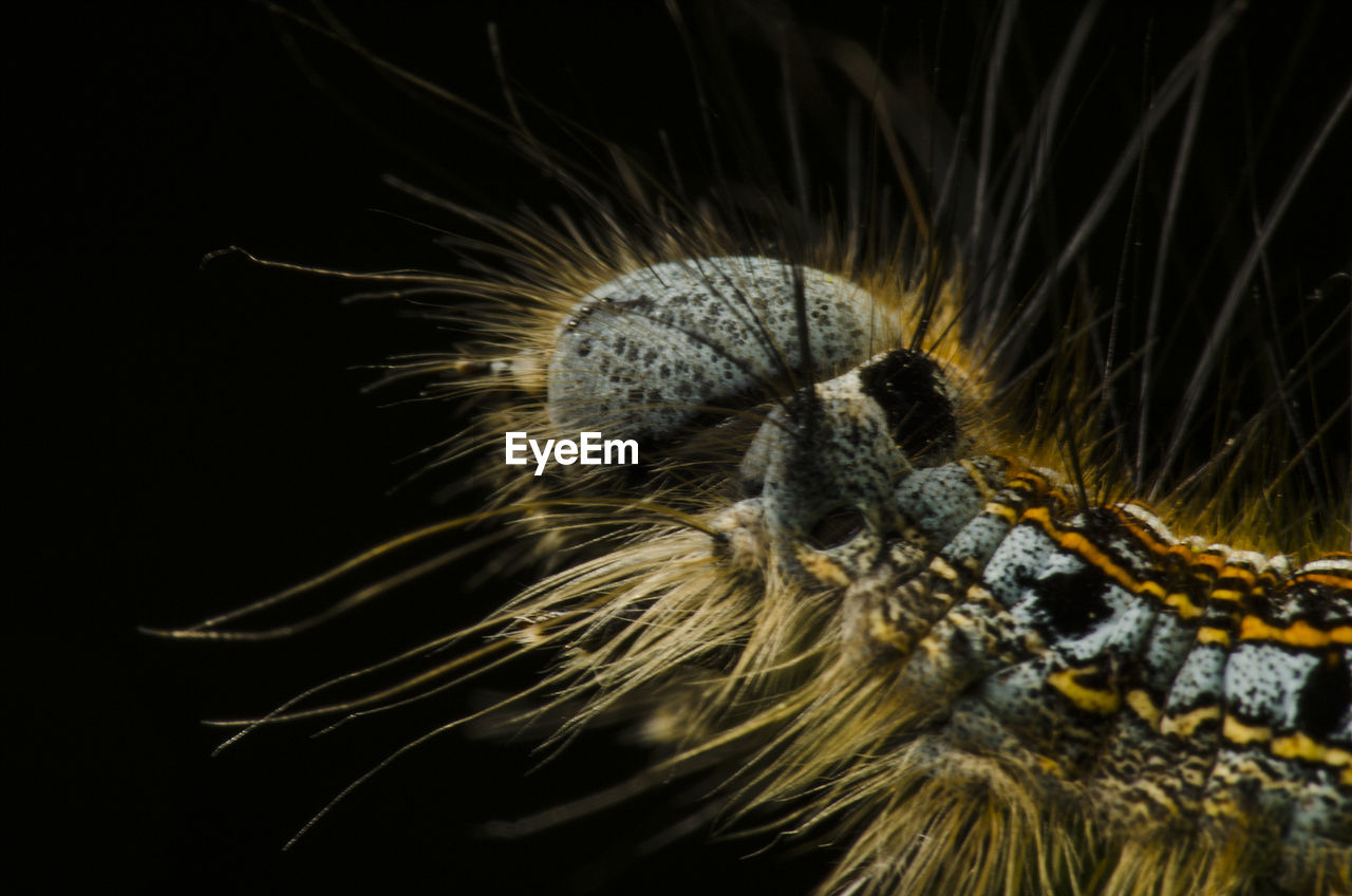 Close-up of caterpillar 