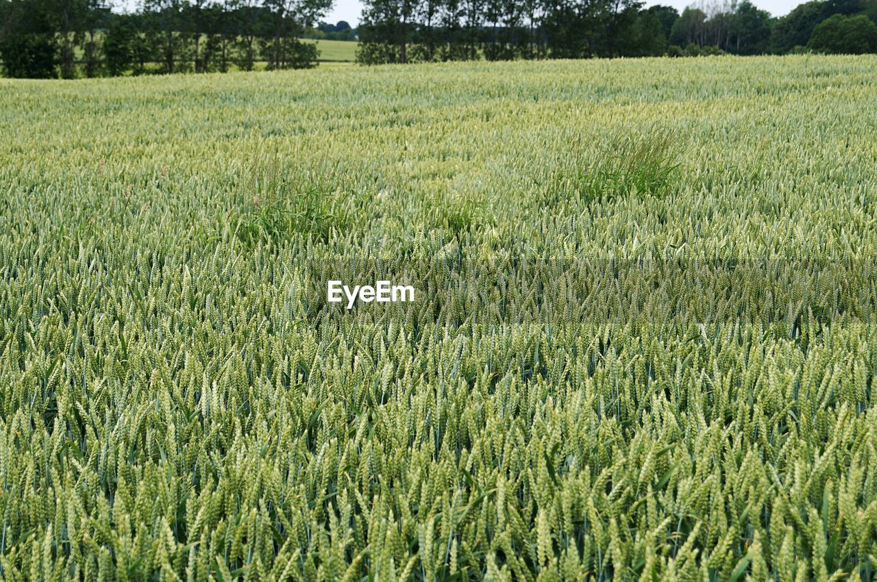 CROPS GROWING IN FARM