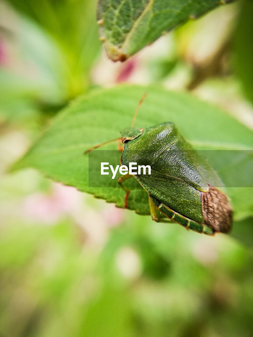 CLOSE-UP OF GREEN INSECT ON LEAF