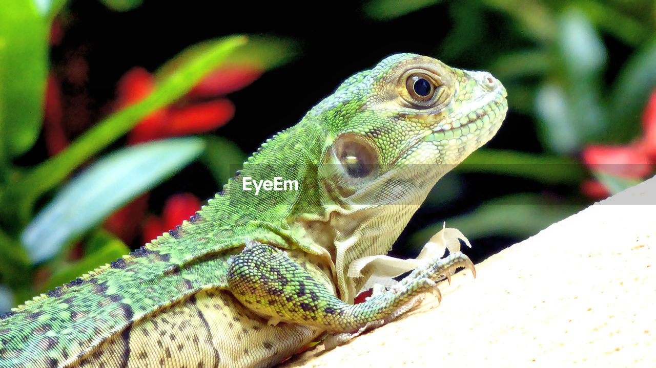 CLOSE-UP OF LIZARD ON A GREEN LOOKING AWAY