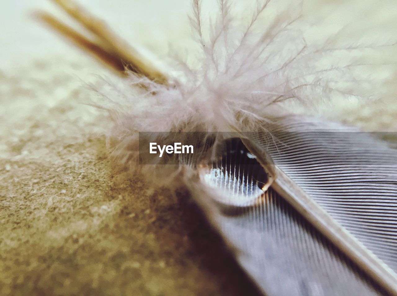 High angle view of drop on feather