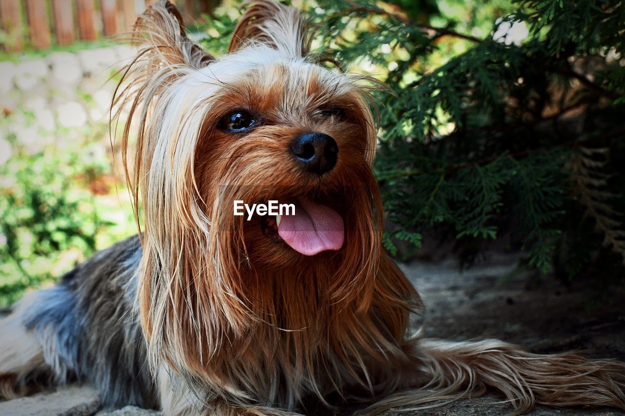 PORTRAIT OF A DOG WITH MOUTH OPEN