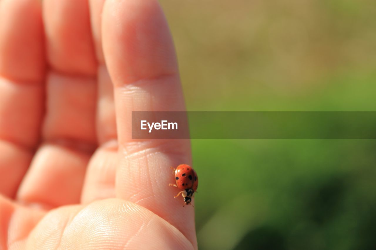 Close-up of ladybug on finger