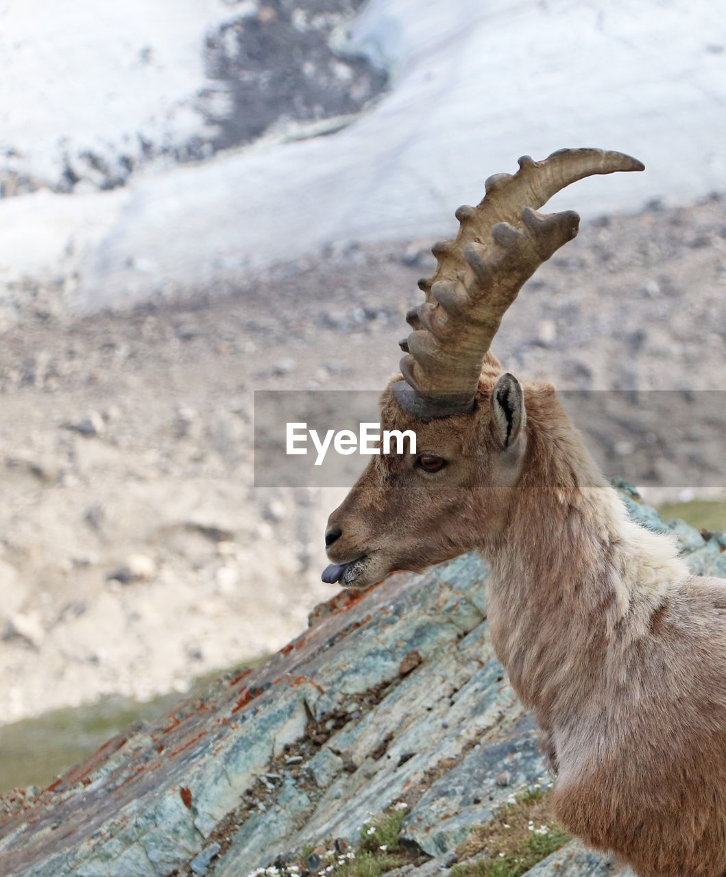 An ibex after a delicious snack consisting of salt.