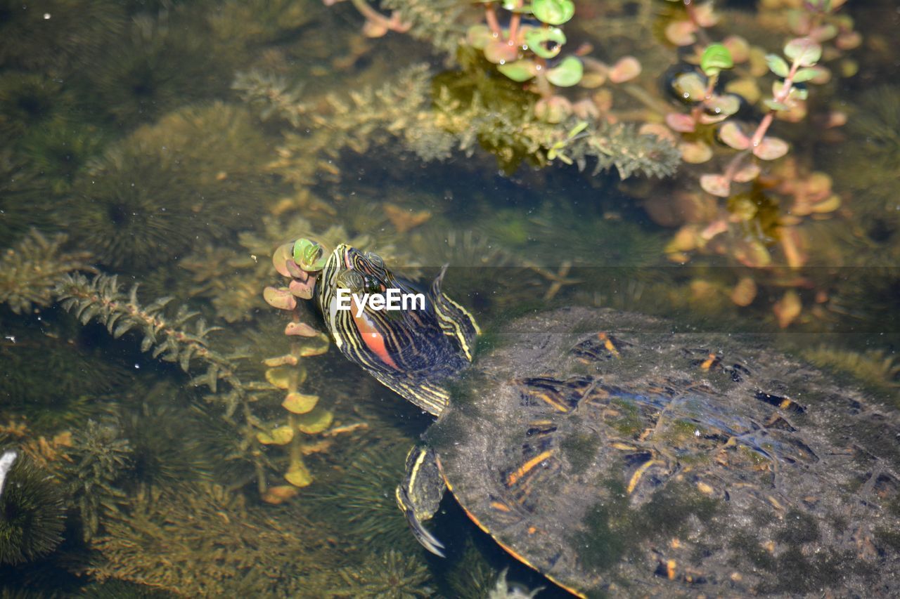 Close-up high angle view of red earred slider turtle swimming in water