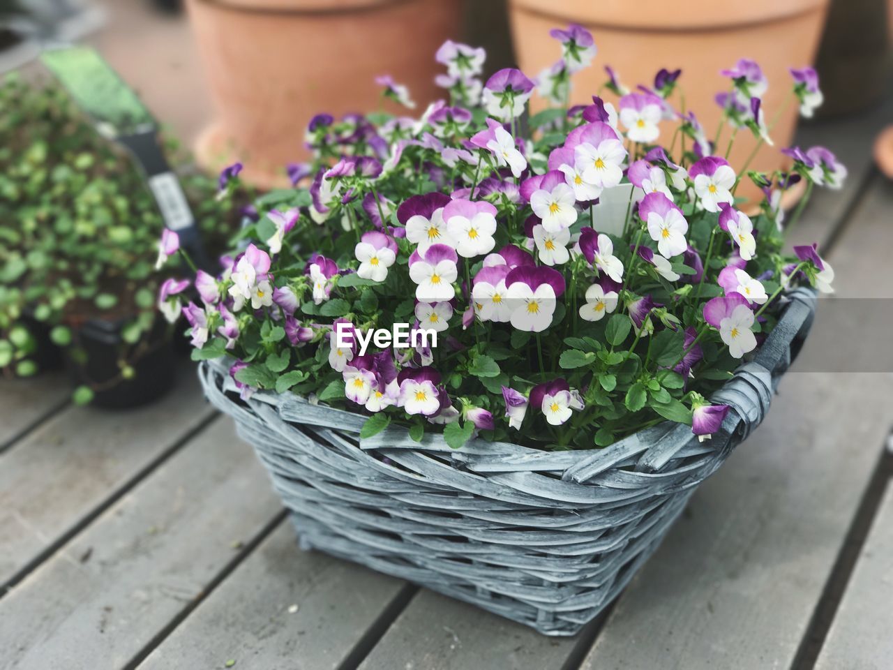 High angle view of potted plant in basket