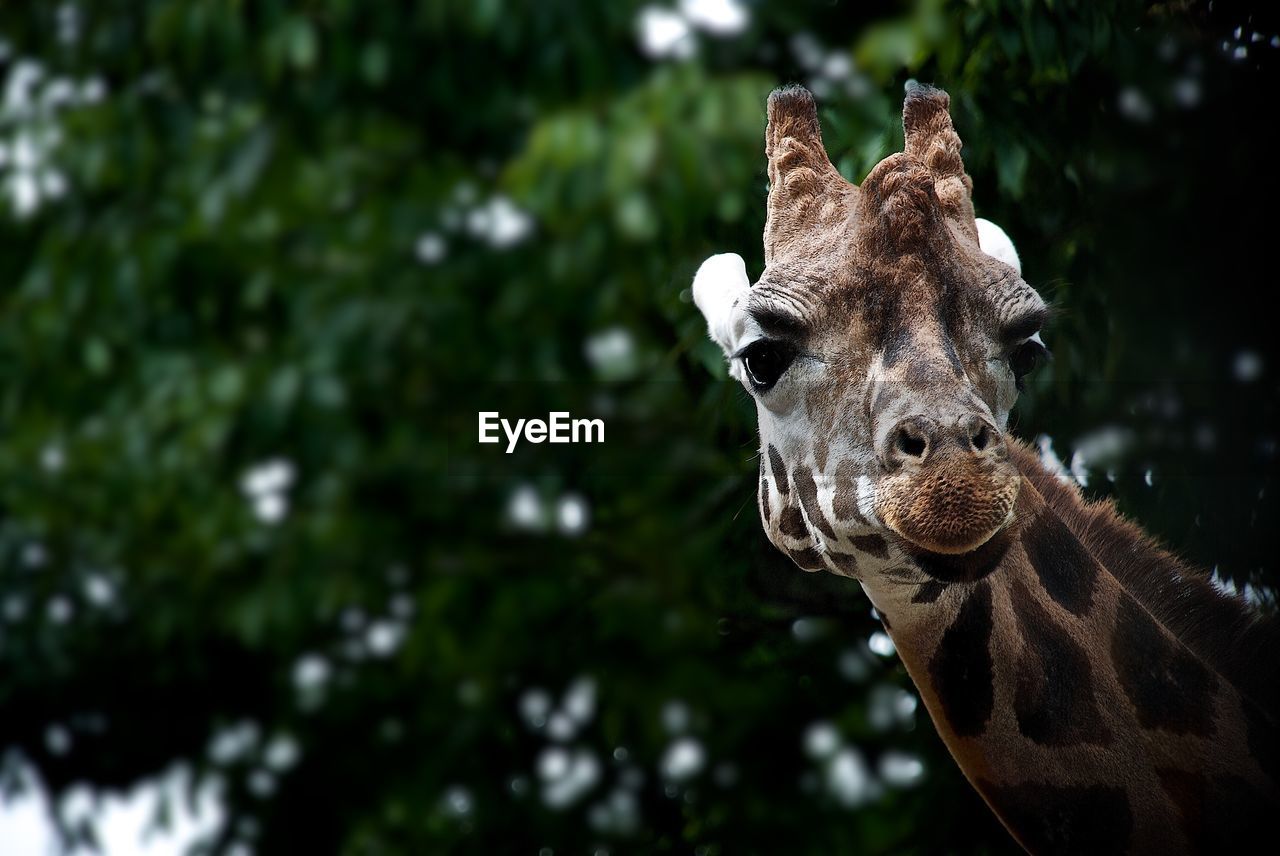 Low angle portrait of giraffe against tree