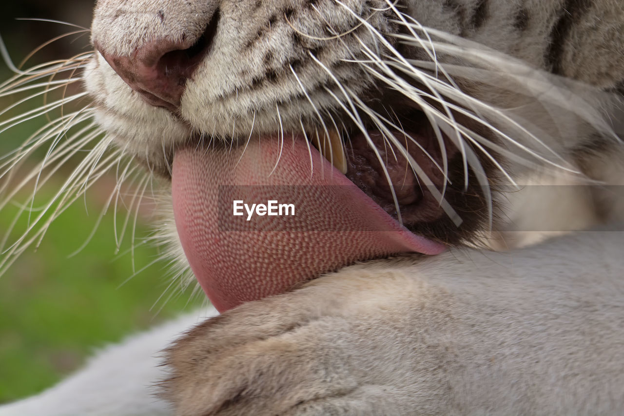 Close-up of tiger licking paw