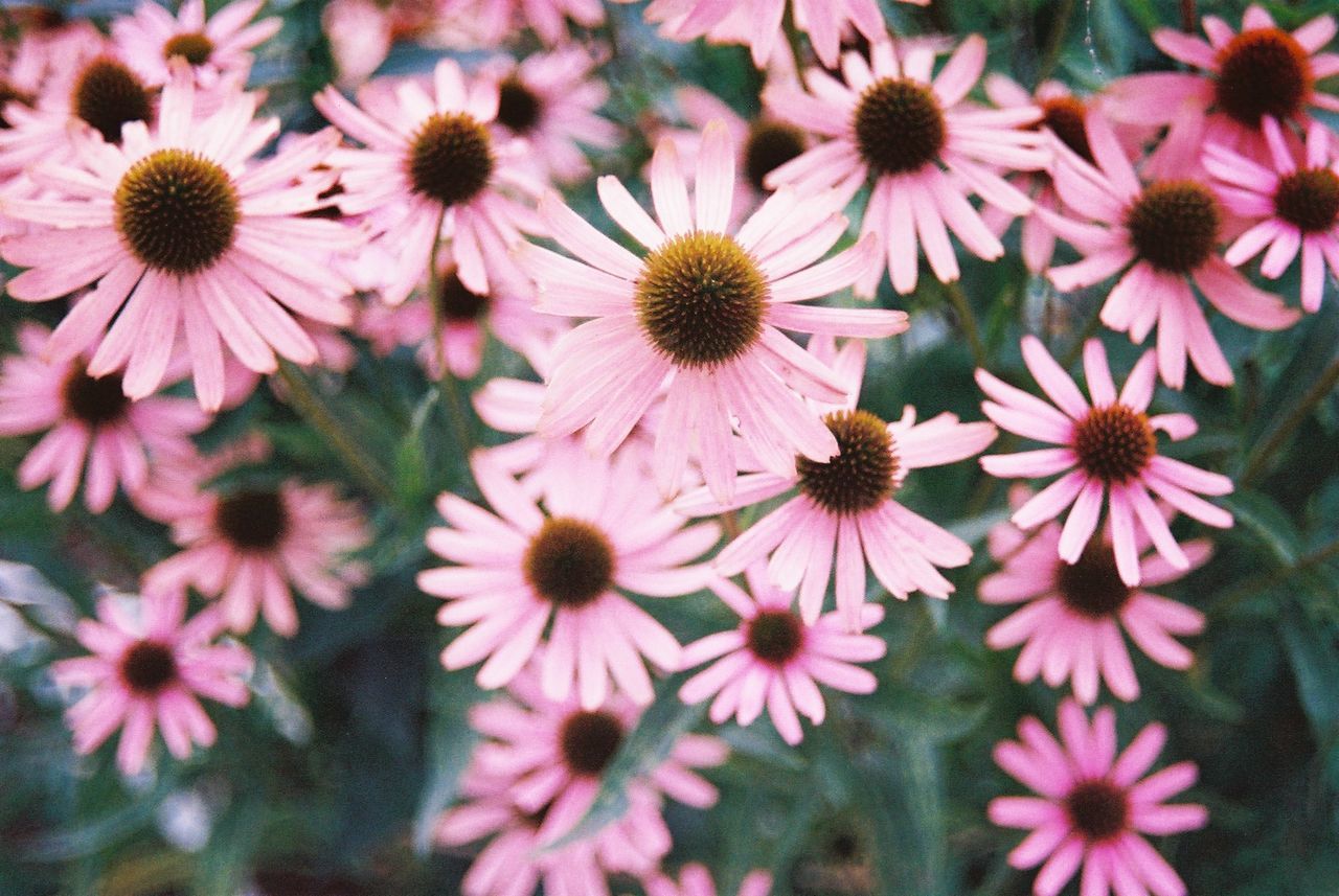 Full frame shot of pink daisy flowers