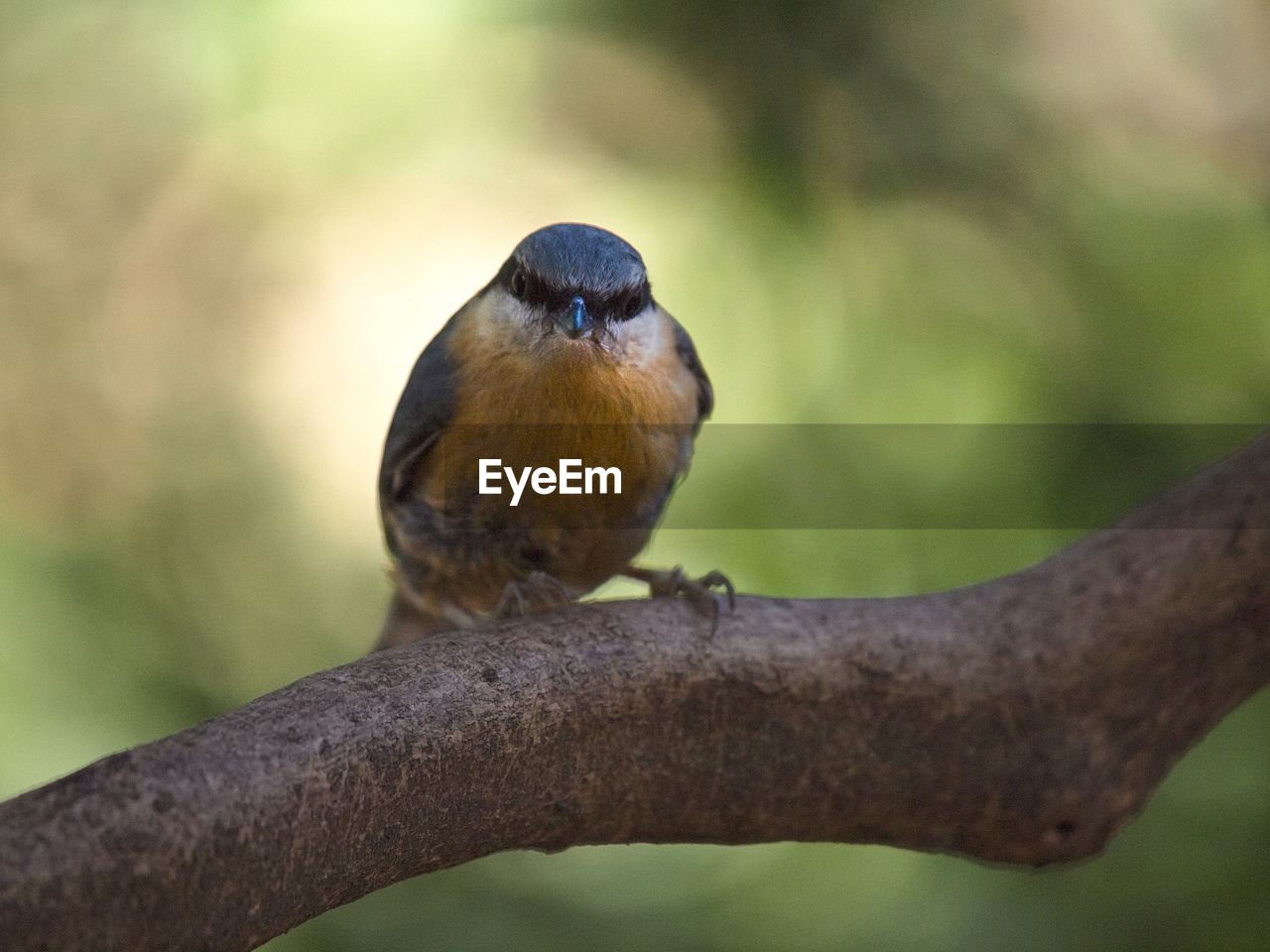 CLOSE-UP OF BIRD ON BRANCH