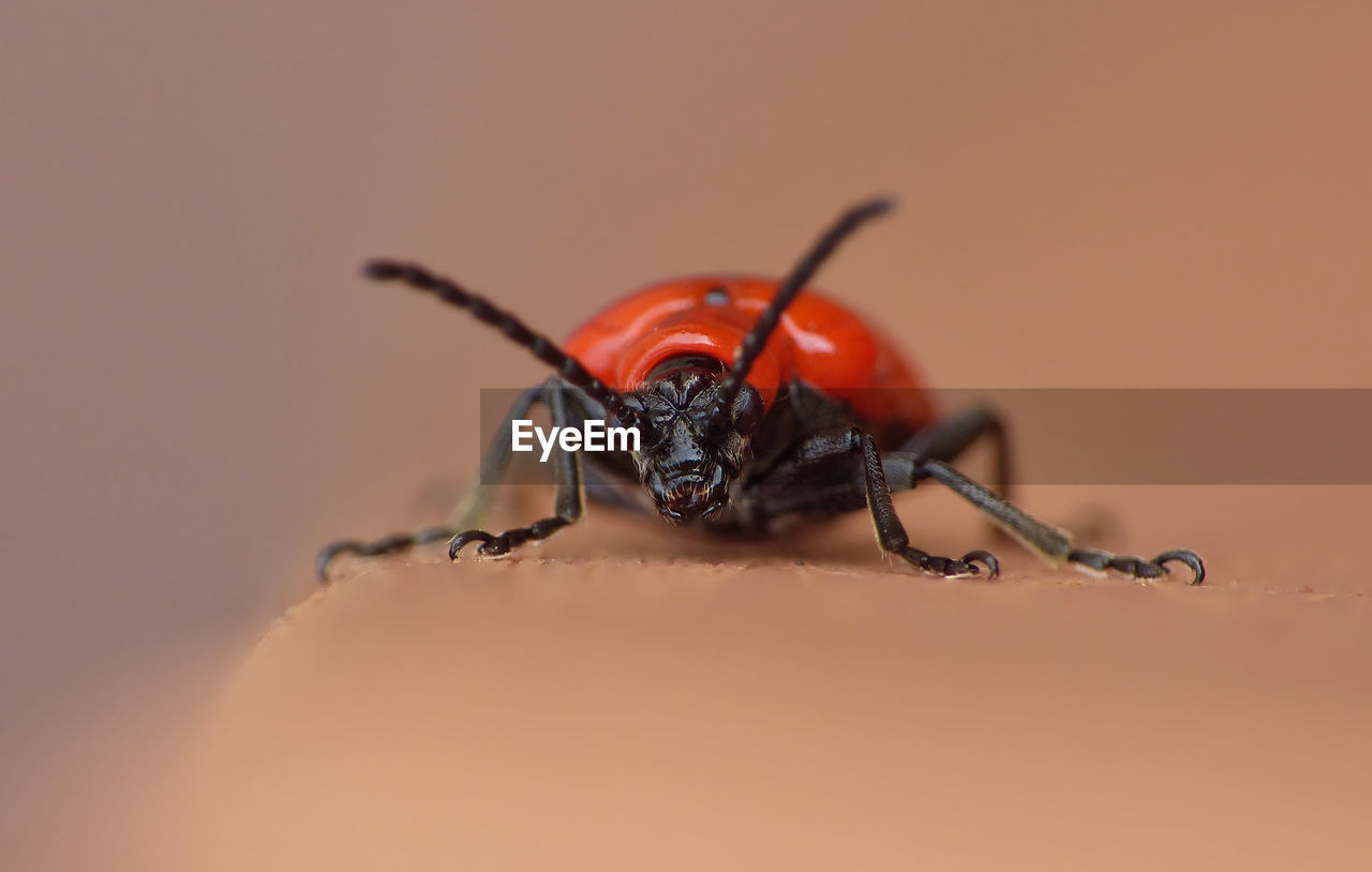 MACRO SHOT OF HOUSEFLY