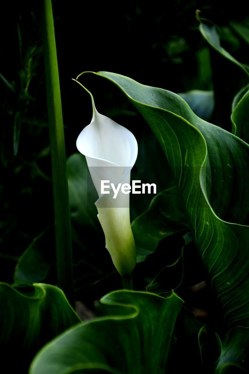 Close-up of calla lily blooming in park