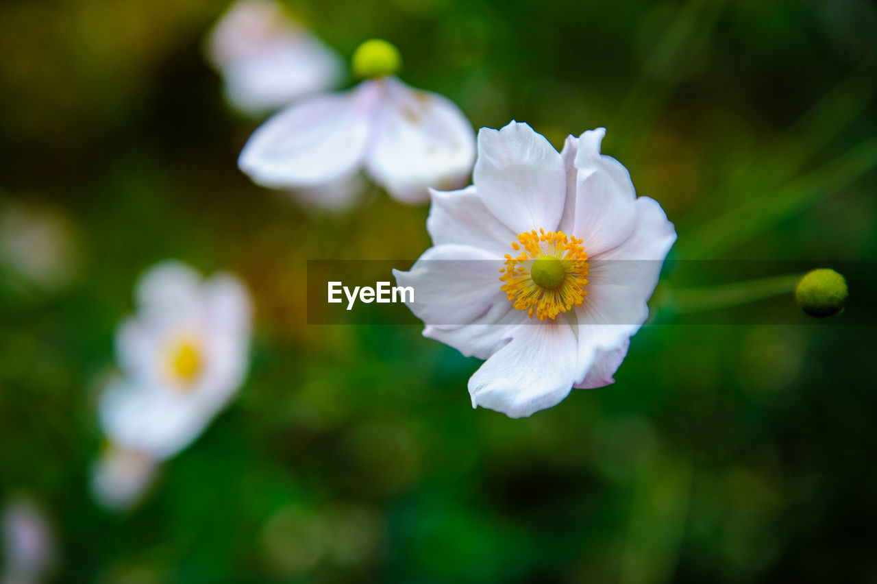 flower, flowering plant, plant, freshness, beauty in nature, nature, close-up, fragility, petal, flower head, blossom, macro photography, inflorescence, white, growth, focus on foreground, wildflower, yellow, no people, green, springtime, pollen, outdoors, botany, sunlight, selective focus, day, summer