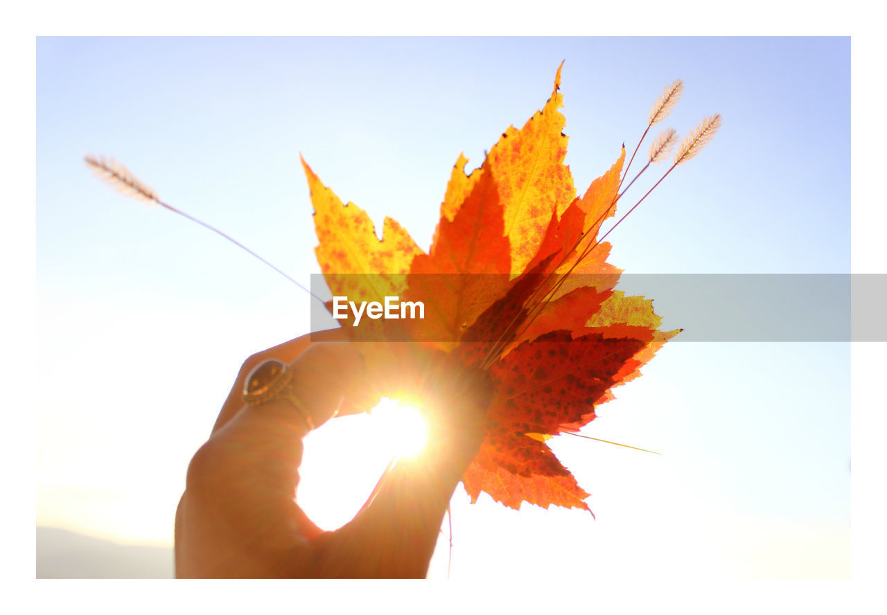 CLOSE-UP OF LEAVES AGAINST SUN